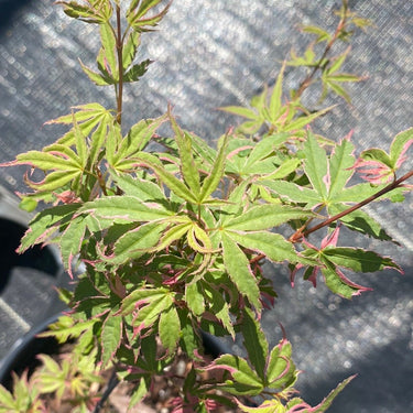 Acer palmatum 'Kara ori nishiki' Variegated Japanese Maple - Maple Ridge Nursery